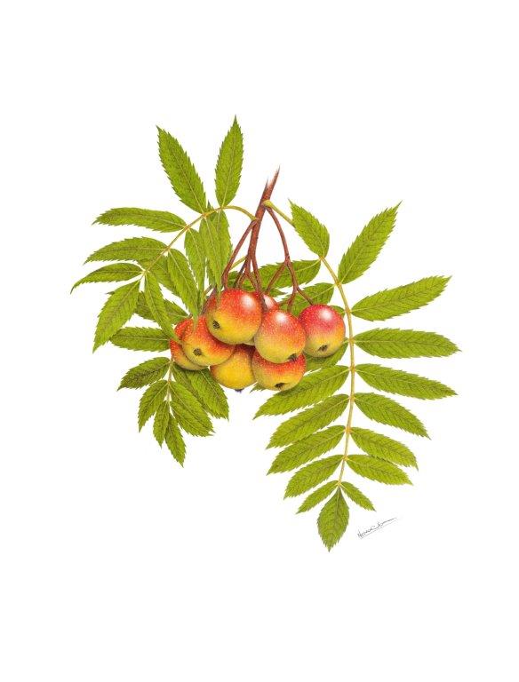 Jeřáb oskeruše – Kresba - tužky a pastelky
